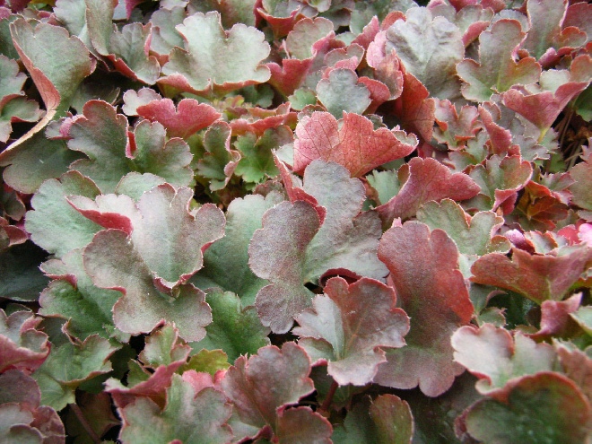 Heuchera 'Petite Pearl Fairy' Purperklokje