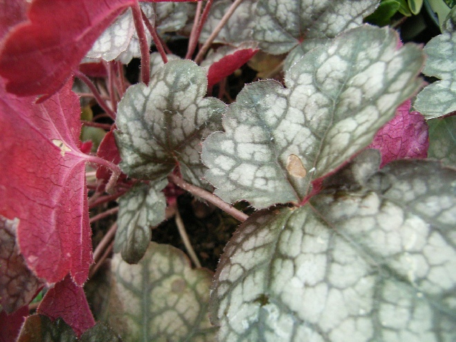 Heuchera 'Pewter Moon' Purperklokje