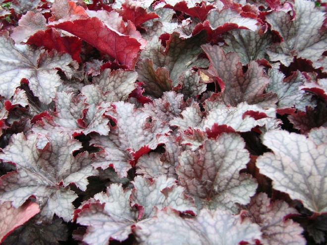 Heuchera 'Mars' Purperklokje