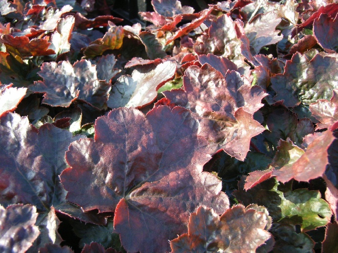 Heuchera 'Rachel' Purperklokje