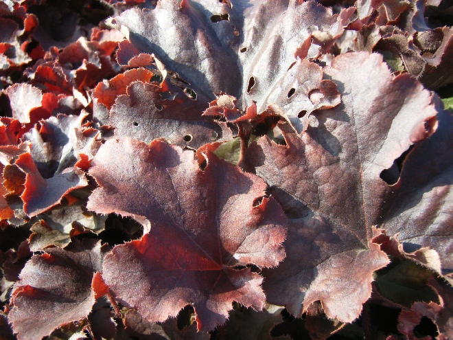 Heuchera 'Stormy Seas' Purperklokje