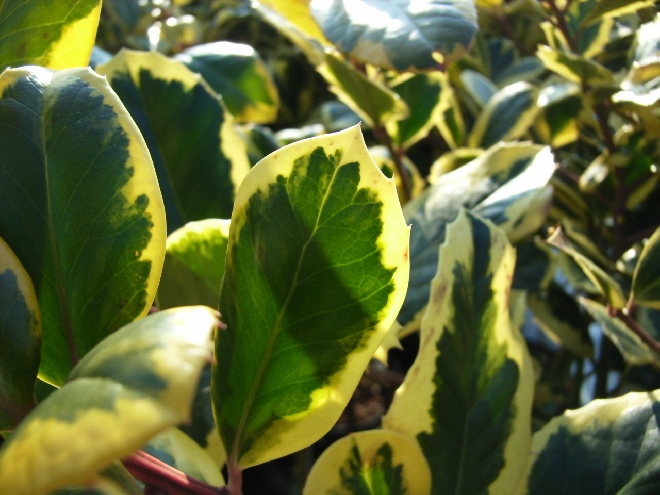 Ilex aquifolium 'Golden van Tol' hulst
