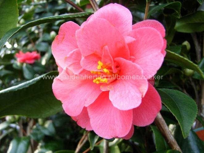 Camellia reticulata 'Mary Williams' theestruik
