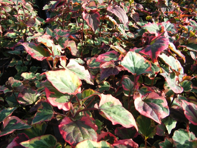 Houttuynia cordata 'Chameleon' Doku-Dami
