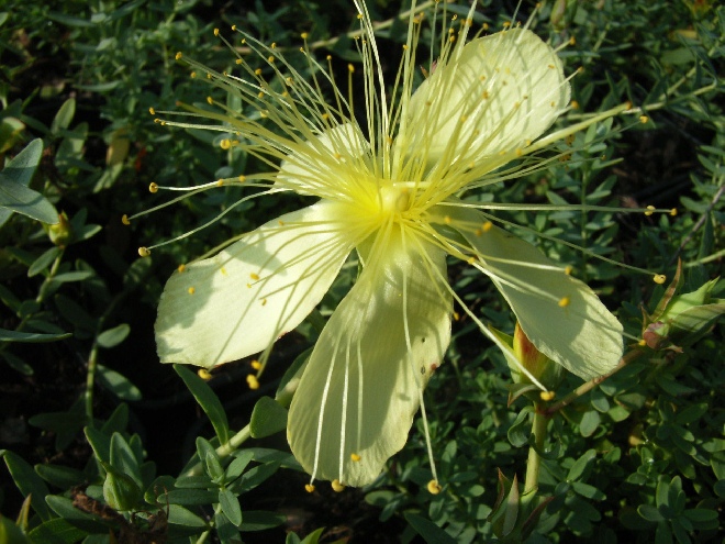 Hypericum olympicum 'Citrinum' Hertshooi