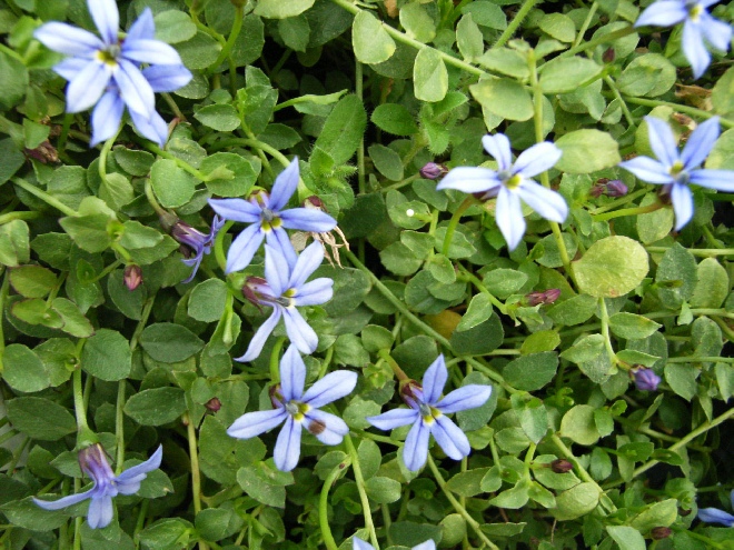 Pratia pedunculata 'County Park' (syn. Pratia pedunculata 'County Park' ) Blauwe Ster Kruiper