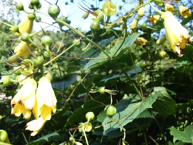 Kirengeshoma palmata Japanse Wasbloem