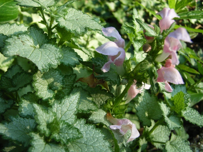 Lamium maculatum 'Beacon Silver' Gevlekte Dovenetel