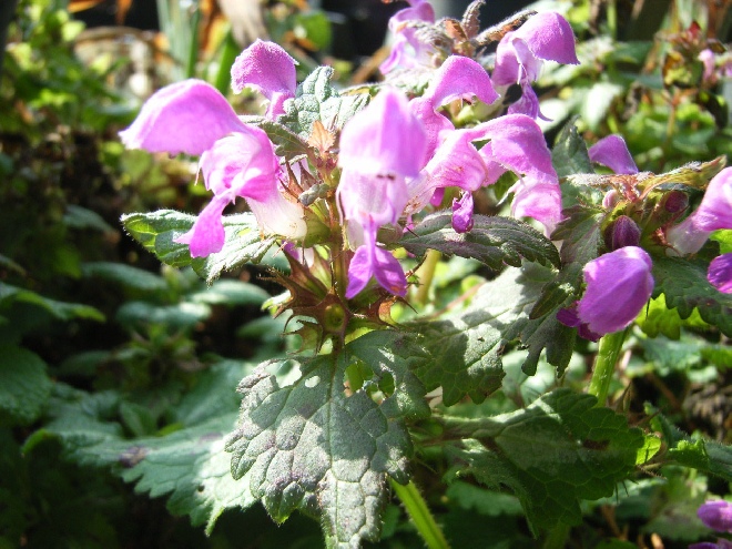 Lamium maculatum 'Roseum' (syn. L. m. carneum) Gevlekte Dovenetel