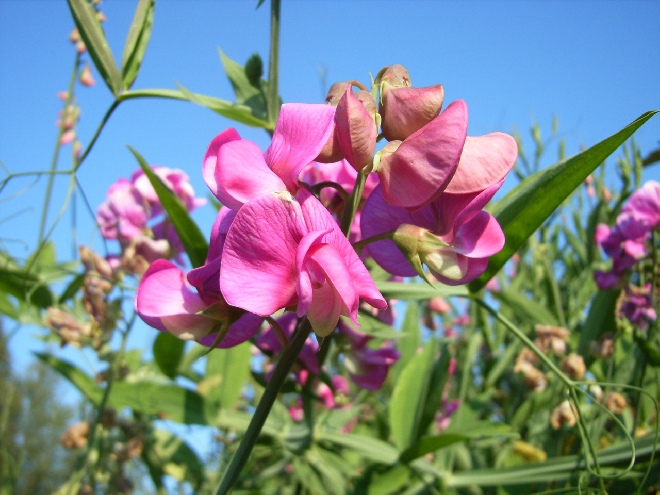 Lathyrus latifolius 'Red Pearl' Overblijvende Pronkerwt