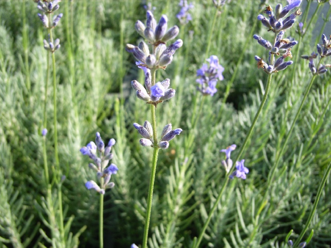 Lavandula angustifolia 'Dwarf Blue' Lavendel