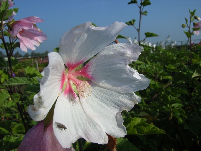 Lavatera 'Barnsley Baby' Struikmalva