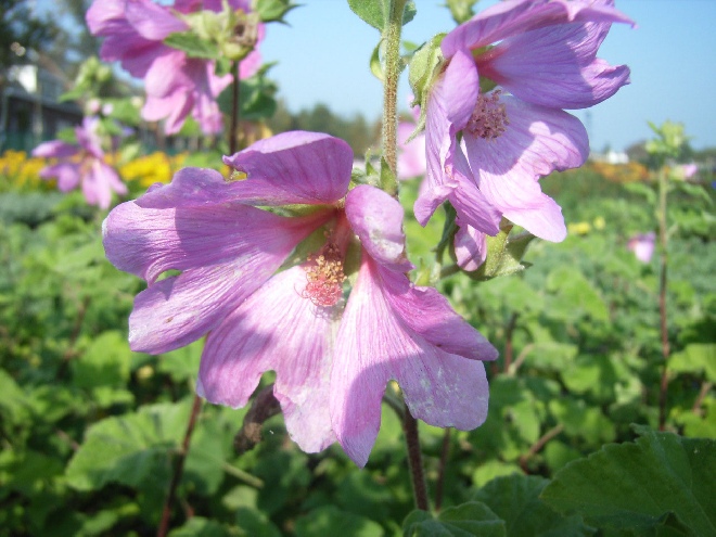 Lavatera 'Red Rum' Struikmalva