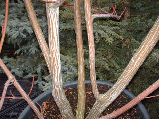 Acer davidii Chinese Esdoorn