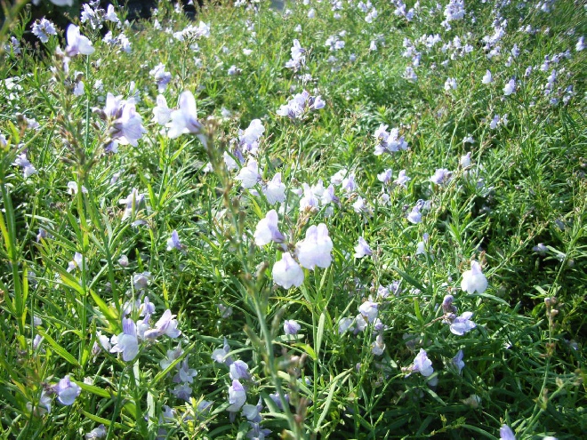 Linaria anticaria 'Antique Silver' Vlasleeuwebek