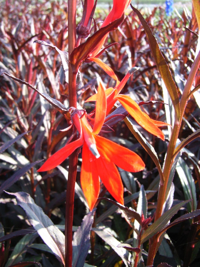 Lobelia 'Queen Victoria' Lobelia