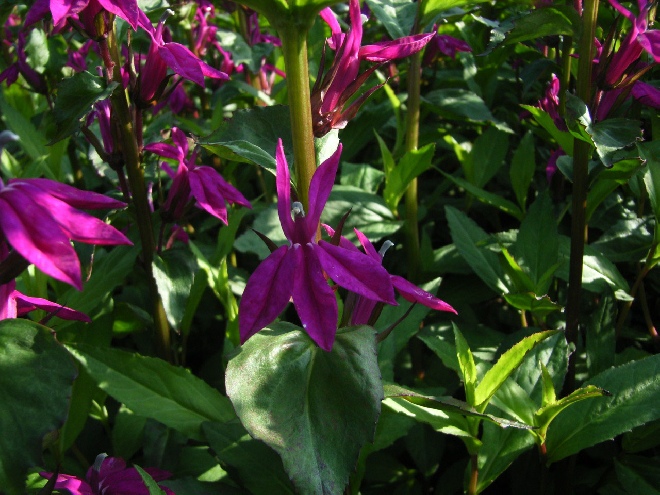 Lobelia 'Tania' Lobelia