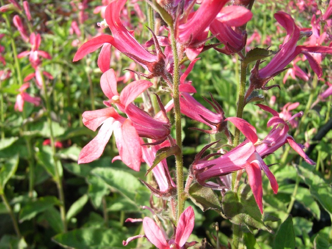 Lobelia 'Eulalia Berridge' Lobelia