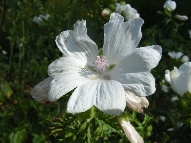 Malva moschata 'Alba' Muskuskaasjeskruid