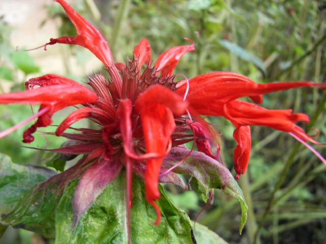 Monarda 'Cambridge Scarlet' Bergamotplant
