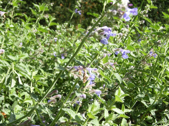 Nepeta mussinii kattekruid