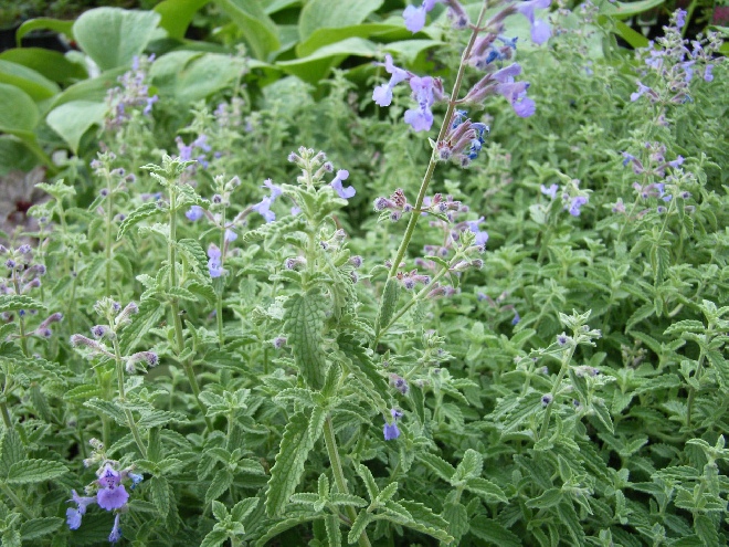 Nepeta faassenii Kattekruid