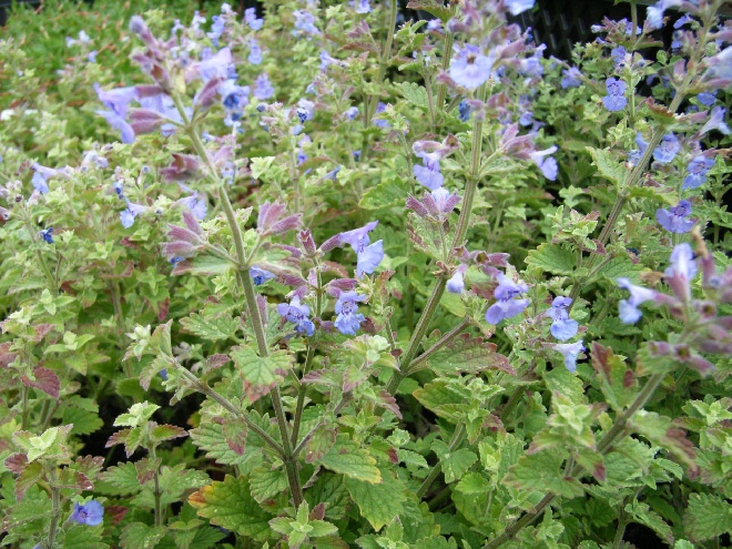 Nepeta grandiflora  'Wild Cat' Kattekruid