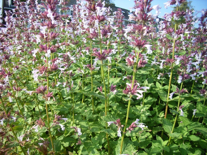 Nepeta grandiflora 'Dawn to Dusk' Kattekruid
