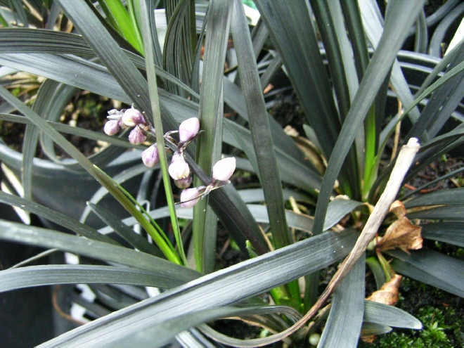Ophiopogon planiscapus 'Niger' Japans Gras, Slangenbaard, Zwartgras