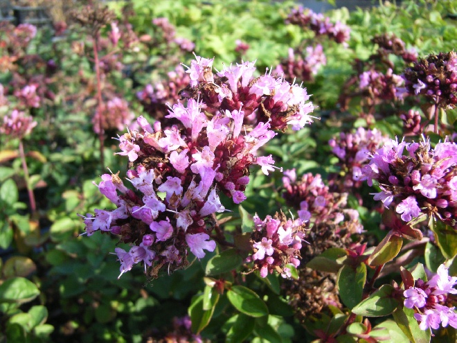 Origanum 'Rosenkuppel' Marjoraan