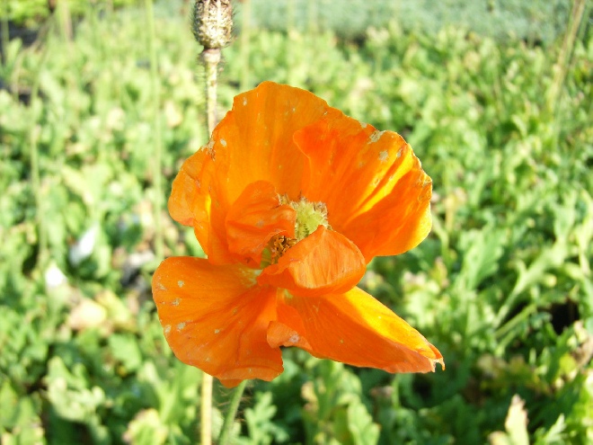 Papaver nudicaule 'Gartenzwerg' Papaver,klaproos