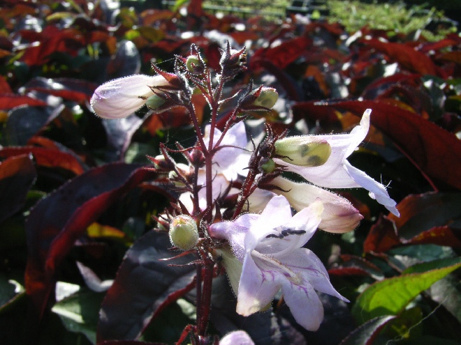 Penstemon digitalis 'Husker Red' Schildbadbloem