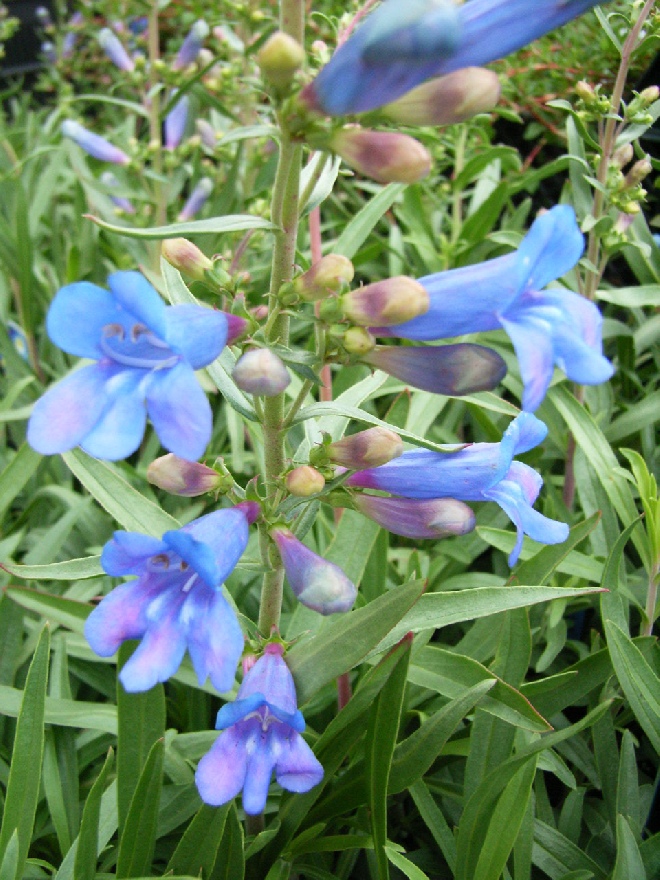 Penstemon 'Blue Spring' Schildpadbloem