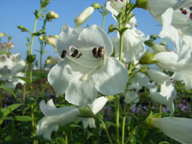 Penstemon 'White Bedder' Schildpadbloem