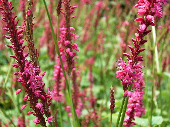Persicaria affinis 'Darjeeling Red' Duizendknoop