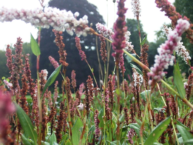 Persicaria affinis 'Superba' Duizendknoop