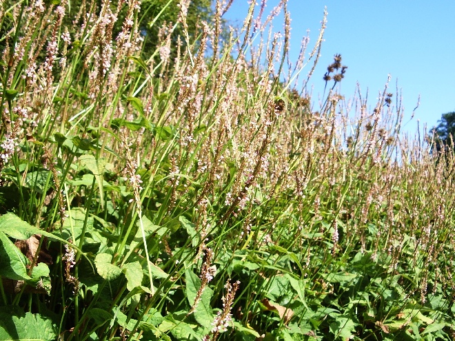 Persicaria amplexicaulis 'Rosea' (syn. Polygonum amplexicaule 'Rosea') Roze Duizendknoop