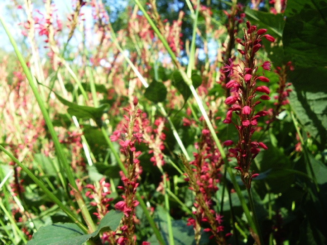 Persicaria amplexicaulis 'Speciosa' ( syn. 'Firetail') Rode Duizendknoop
