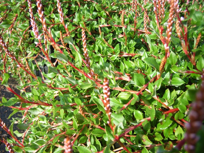 Persicaria vacciniifolia (syn. Polygonum vacciniifolium) Duizendknoop