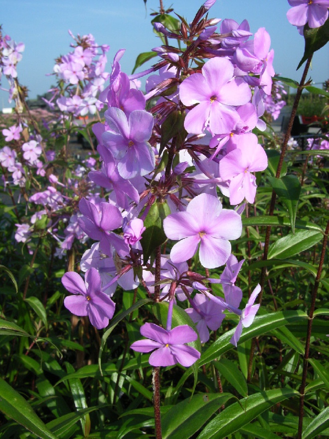 Phlox 'Alpha' Vlambloem
