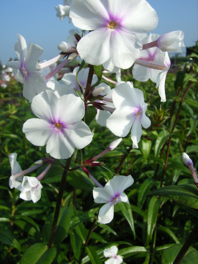 Phlox 'Delta' Vlambloem