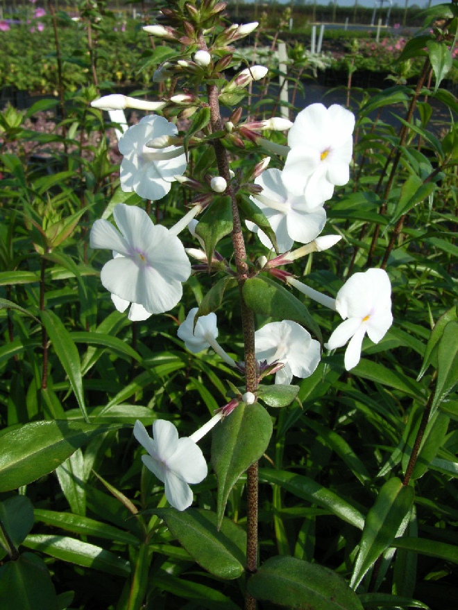 Phlox 'Omega' Vlambloem