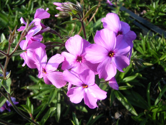 Phlox procumbens 'Rosea' Vlambloem