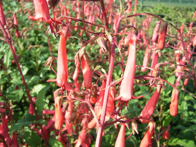 Phygelius rectus 'African Queen' Kaapse fuchsia