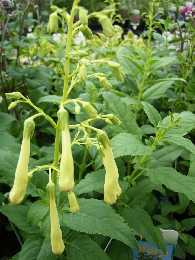 Phygelius rectus 'Moonraker' Kaapse fuchsia