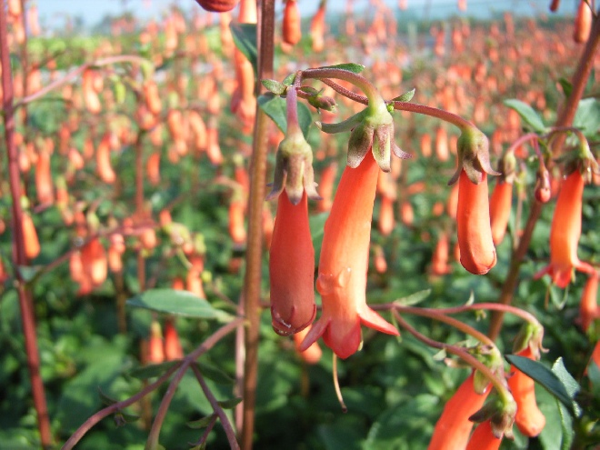 Phygelius rectus 'Salmon Leap' Kaapse Fuchsia