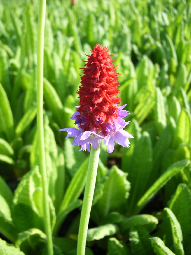 Primula vialii Primula