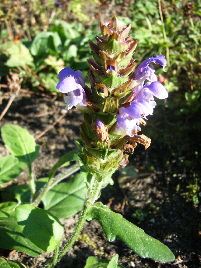 Prunella grandiflora Bijenkorfje, Brunel