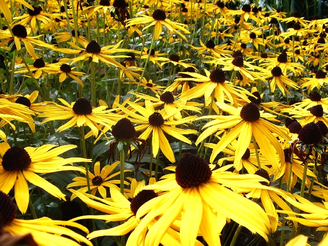 Rudbeckia fulgida 'Goldsturm' (syn. R. sullivantii 'Goldsturm') Zonnehoed