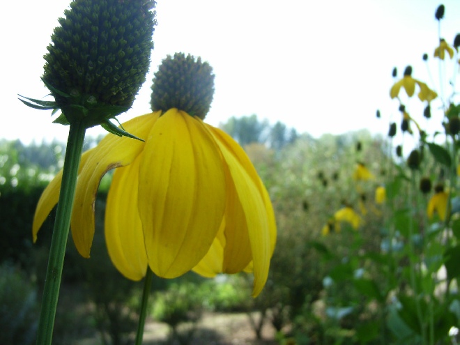 Rudbeckia nitida 'Herbstsonne' Zonnehoed